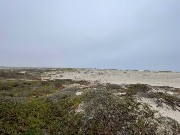 Info Ormond Beach dunes and snowy plover and least tern habitat. Photo by Katie Haldeman.