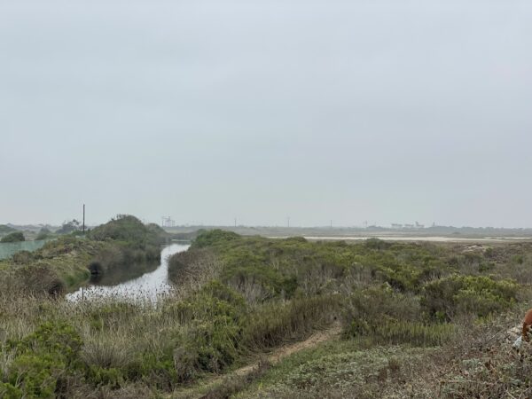 Ormond Drainage Ditch and potential future salt marsh habitat, looking south towards the ocean. Photo by Katie Haldeman.